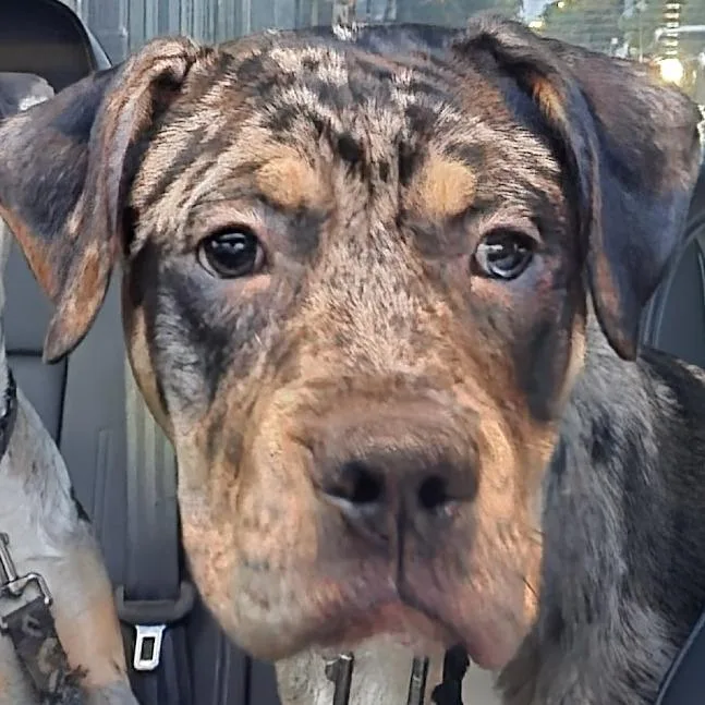 A young medium-sized male Black Catahoula Leopard Dog dog named Hermes for adoption in Chicago, IL