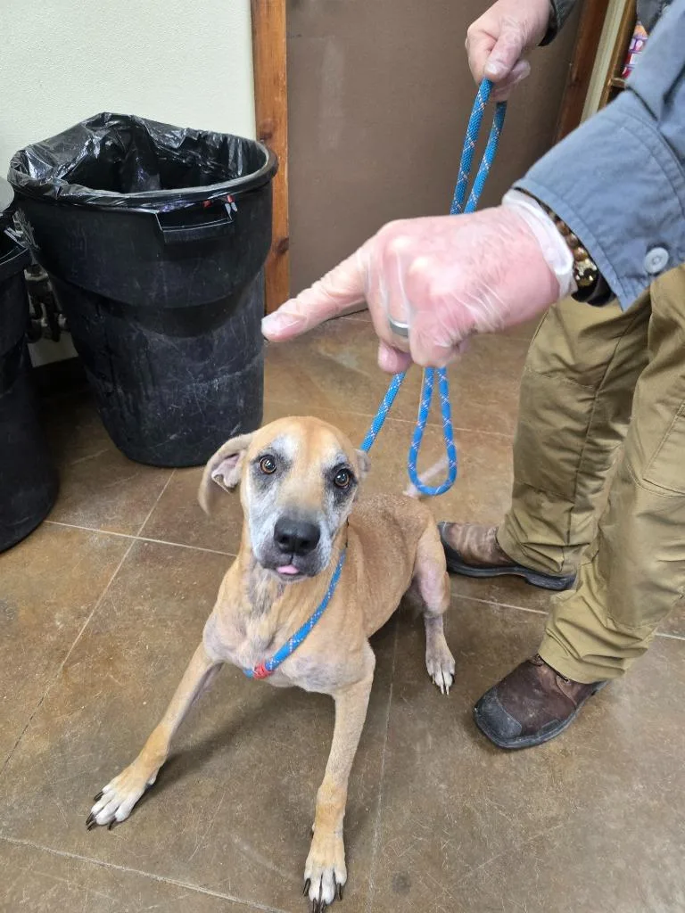 A senior large-sized female Black and Tan Coonhound dog named Audrey for adoption in Junction, TX