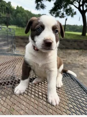 A baby medium-sized female Border Collie dog named Willow for adoption in Morton Grove, IL