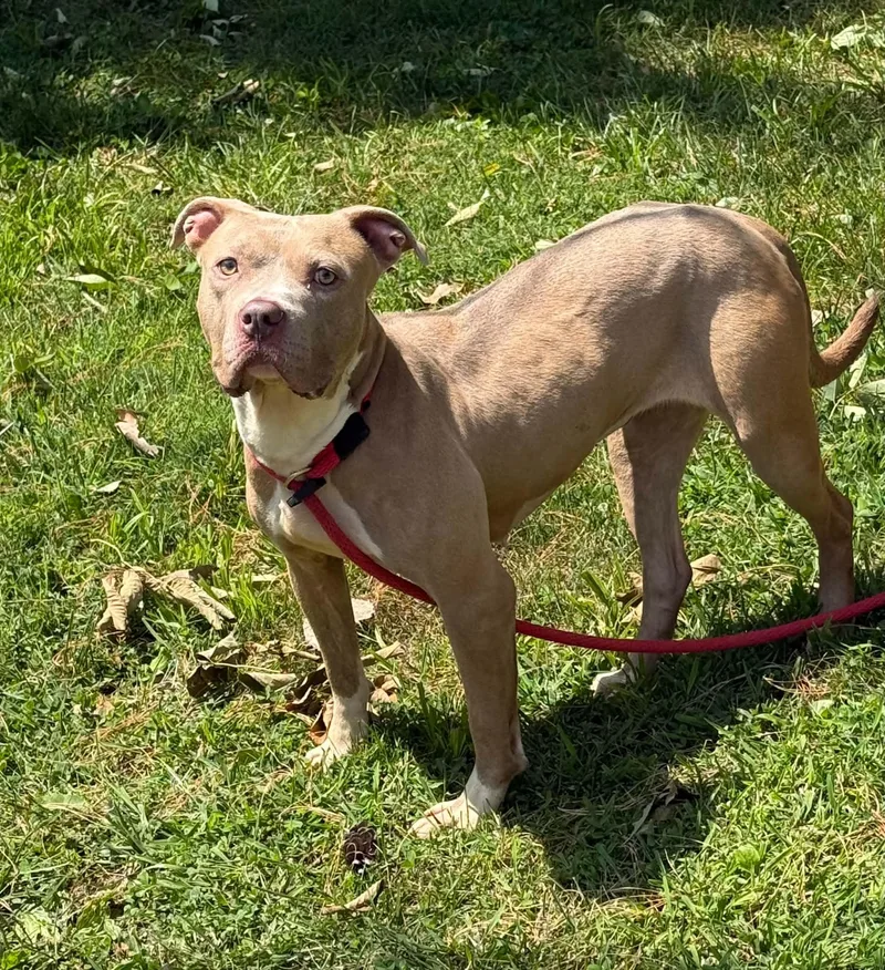 An adult medium-sized female Yellow / Tan / Blond / Fawn Pit Bull Terrier dog named Nala for adoption in Springfield, IL