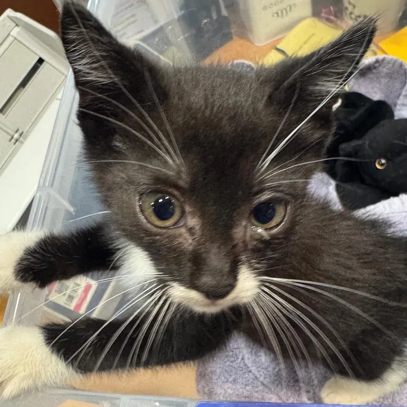 A baby small-sized male Black Domestic Short Hair cat named Detective for adoption in Winston-Salem, NC