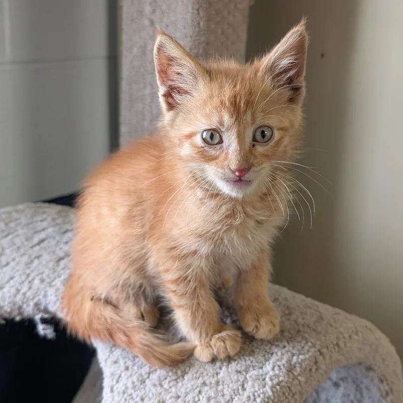 A baby small-sized male Orange / Red Domestic Short Hair cat named Scar for adoption in Independence, KS