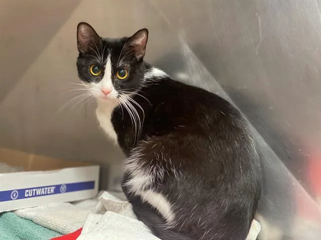 A young small-sized female Domestic Short Hair cat named Spice for adoption in Fort Wayne, IN