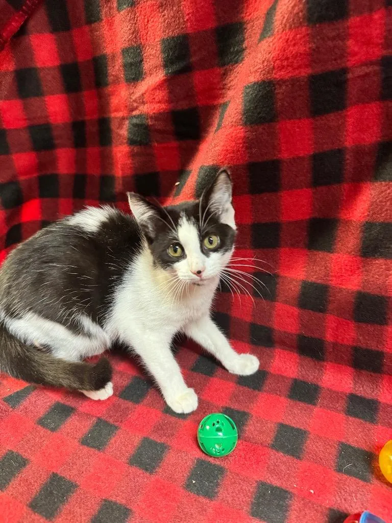 A young medium-sized female Domestic Short Hair cat named Fanta for adoption in Shelbyville, TN
