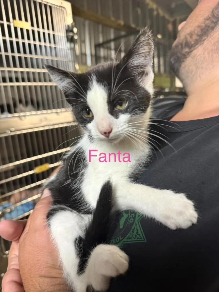 Fanta thumbnail 2