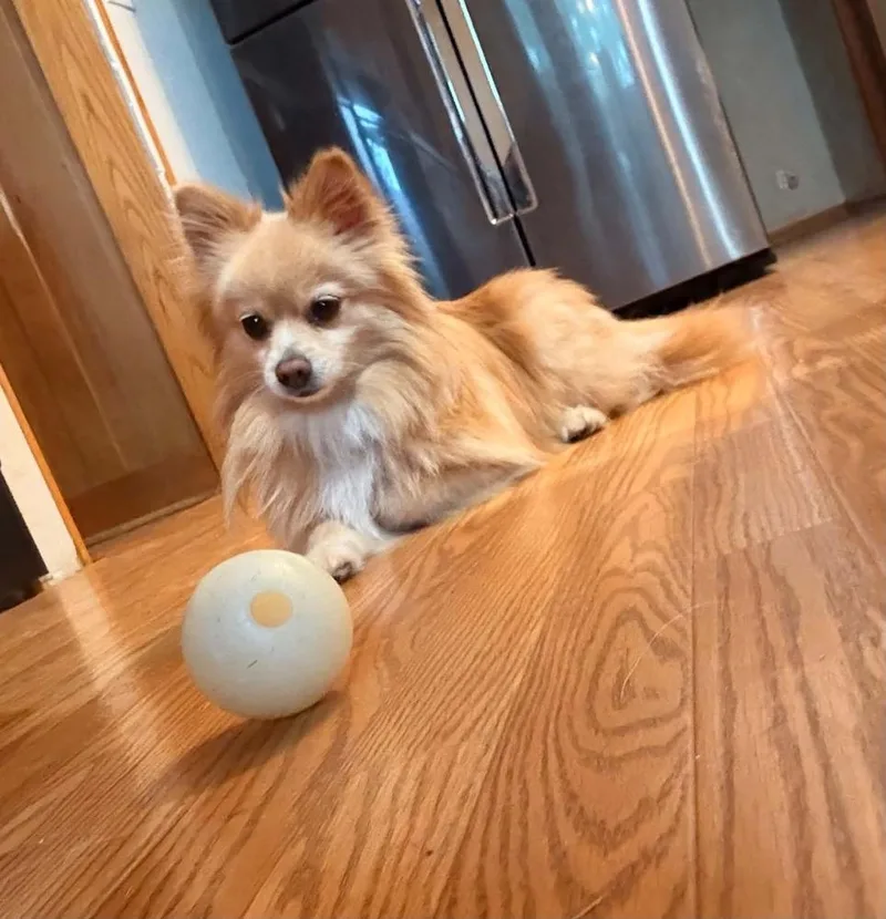 An adult small-sized female Pomeranian dog named Sassie for adoption in Ringwood, IL