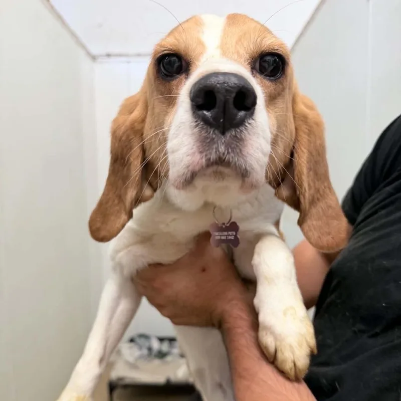 An adult medium-sized male Brown / Chocolate Beagle dog named Edgar Degas  Chino for adoption in Chino Hills, CA