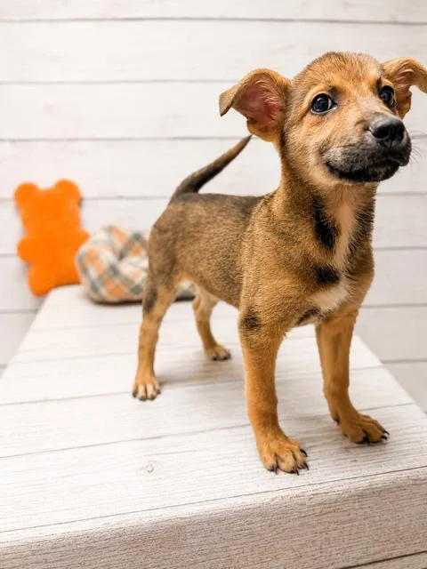 A young medium-sized female Labrador Retriever dog named Ruby for adoption in Raleigh, NC