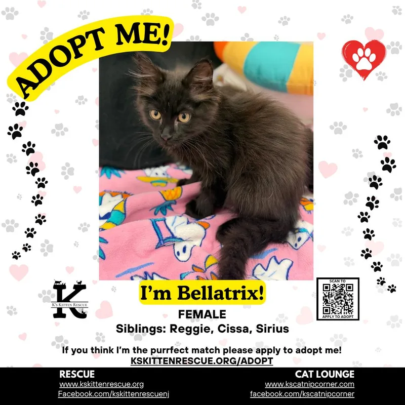 A baby medium-sized female Black Domestic Medium Hair cat named Bellatrix for adoption in Brick, NJ