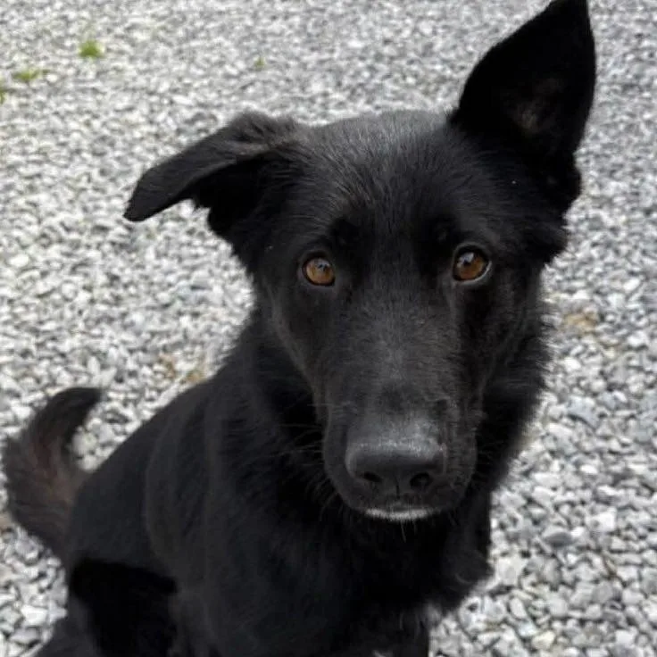A young medium-sized male Shepherd dog named Miller for adoption in Valparaiso, IN
