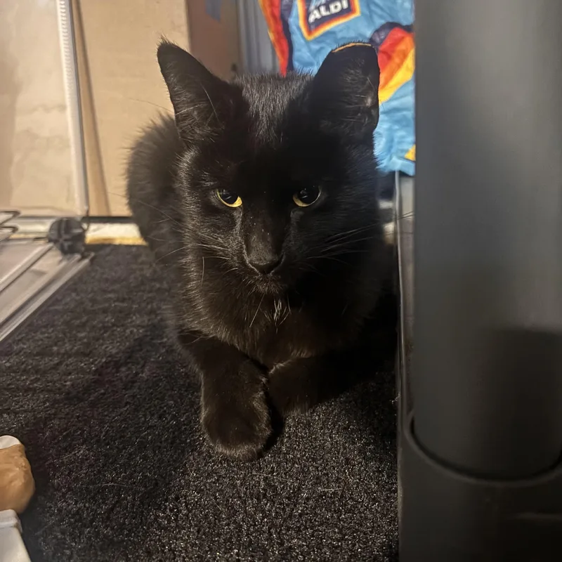 A young medium-sized female Black American Shorthair cat named Matcha for adoption in Shaker Heights, OH