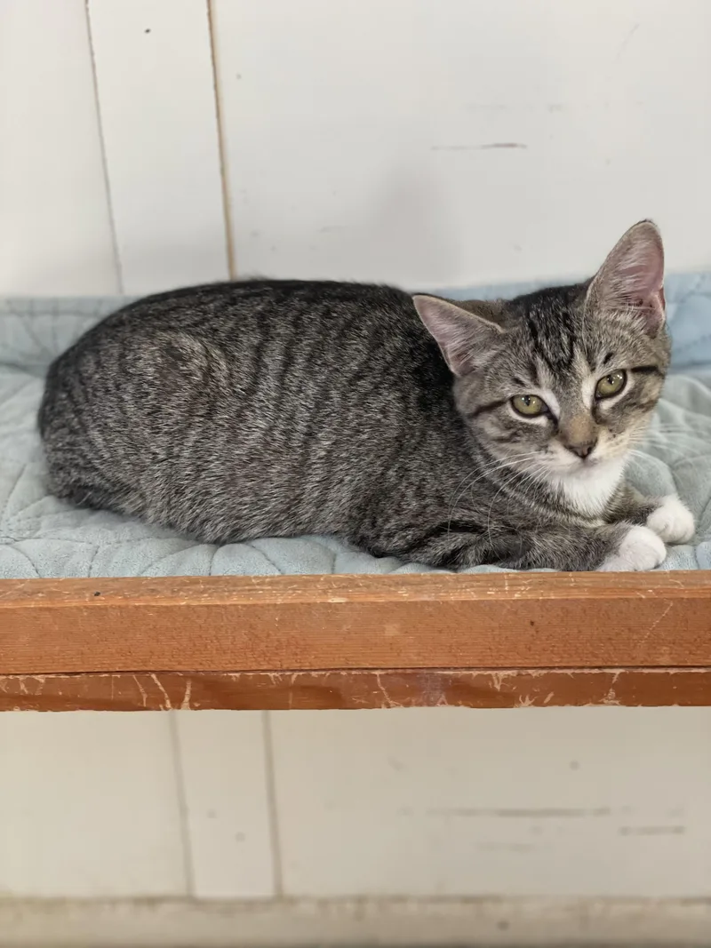 A young medium-sized female Tabby (Brown / Chocolate) Tabby cat named Ida for adoption in Lacon, IL
