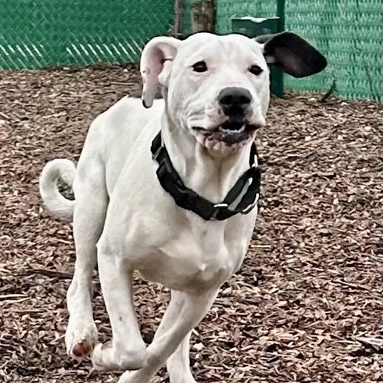 Root Beer thumbnail 2