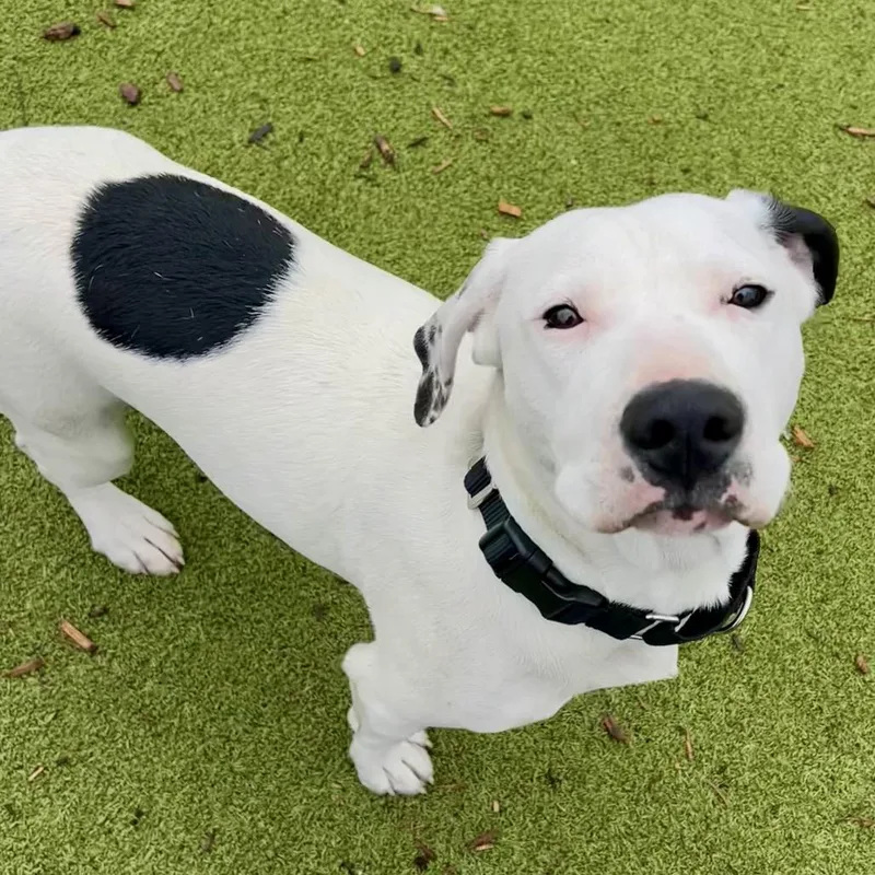 Root Beer thumbnail 3