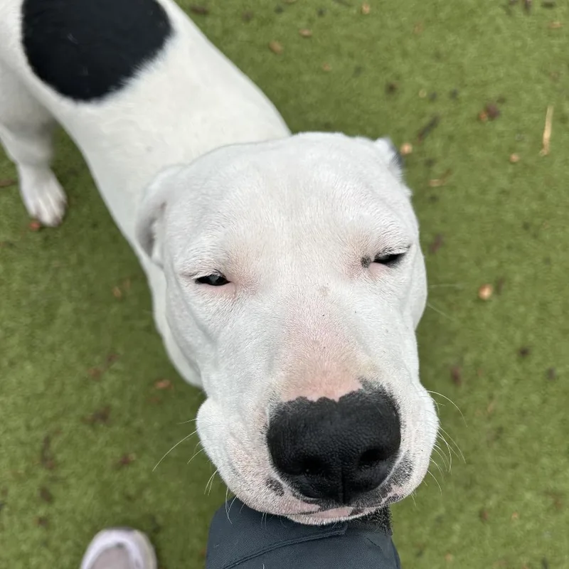 Root Beer thumbnail 4