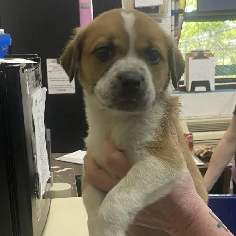 A baby large-sized male Yellow / Tan / Blond / Fawn Mixed Breed dog named Tiger for adoption in Ardmore, OK