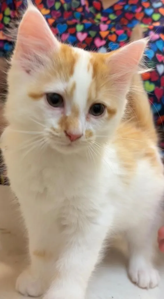 Chula