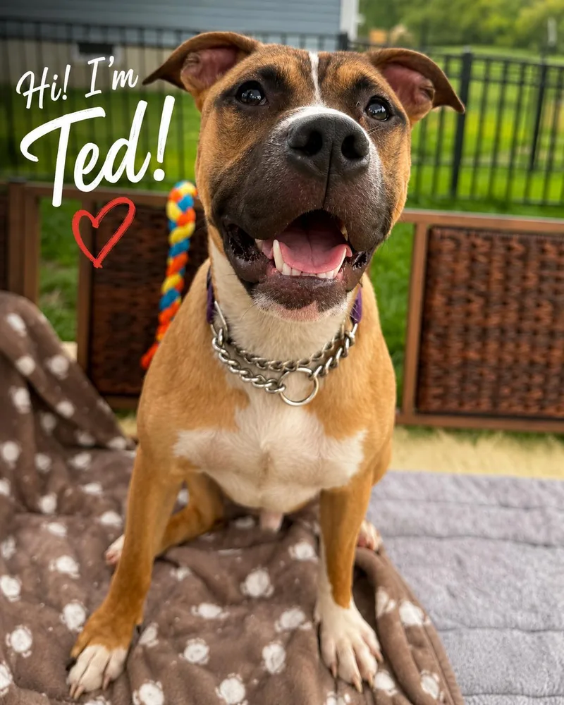 Ted thumbnail 4