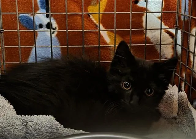 A baby small-sized male Domestic Short Hair cat named Gavilon for adoption in Casper, WY