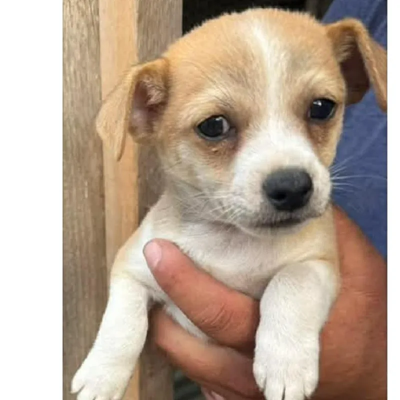 A baby small-sized male Yellow / Tan / Blond / Fawn Terrier dog named Gage for adoption in Floresville, TX