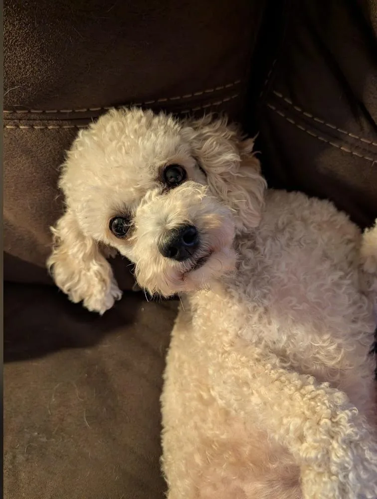 An adult small-sized male Poodle dog named Henry for adoption in East Greenville, PA