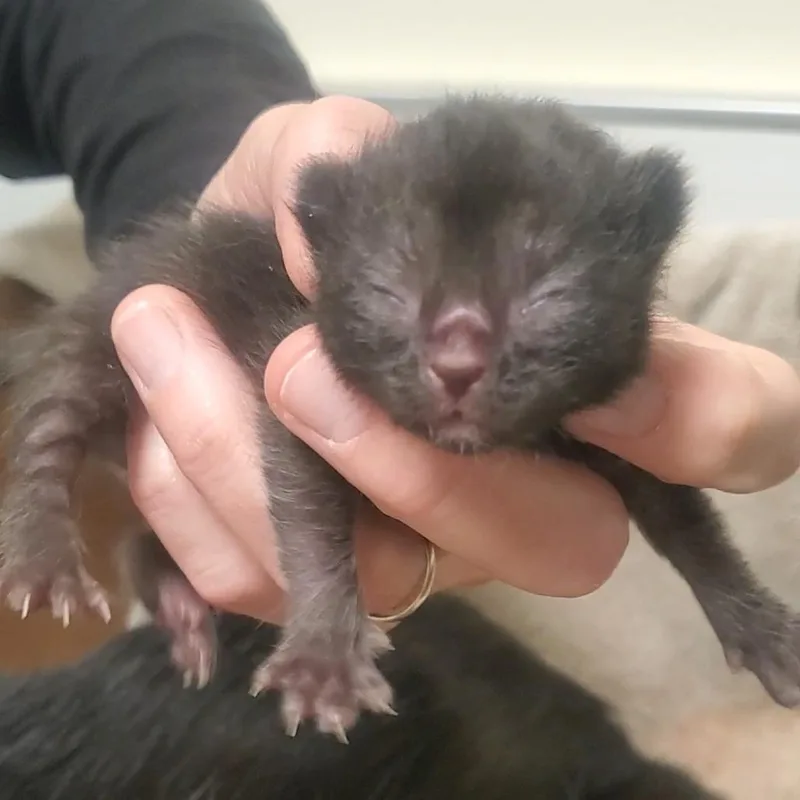 A baby small-sized male Black Domestic Short Hair cat named Fruit Fly for adoption in Novelty, OH