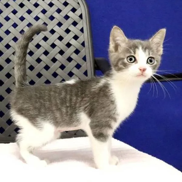 A baby small-sized female Domestic Short Hair cat named Mercury for adoption in Fort Davis, TX