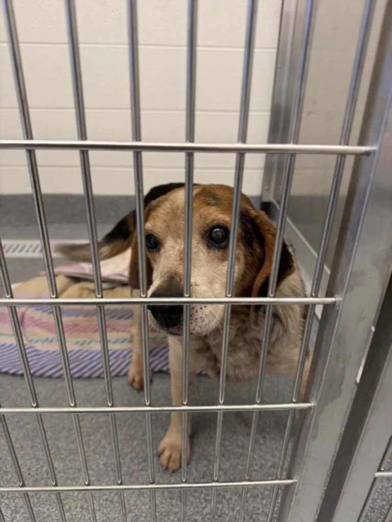 An adult small-sized male Beagle dog named Bilbo for adoption in Toledo, OH