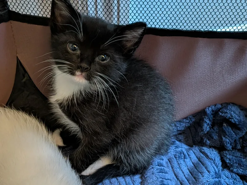 A baby medium-sized male Tuxedo cat named Tuxie for adoption in Crystal Lake, IL
