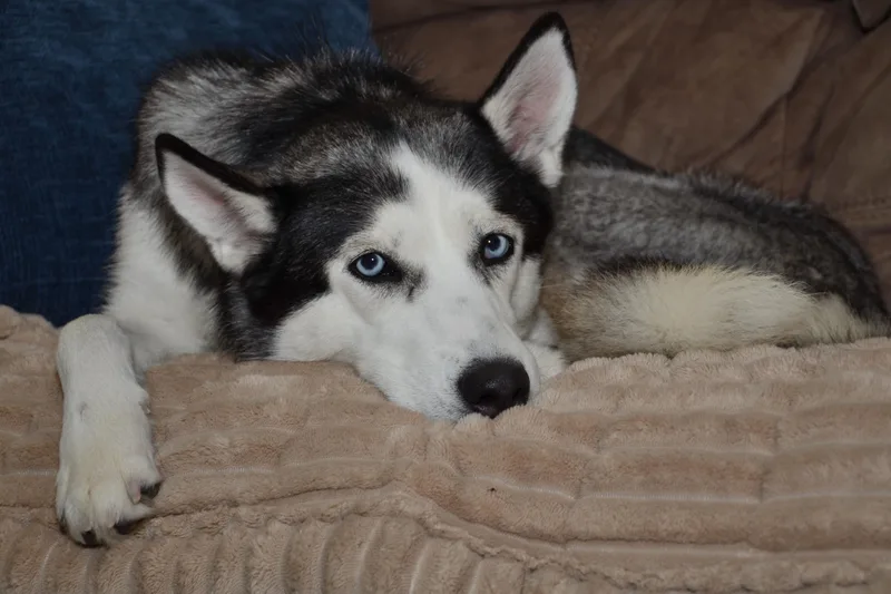 Luna Tula thumbnail 5