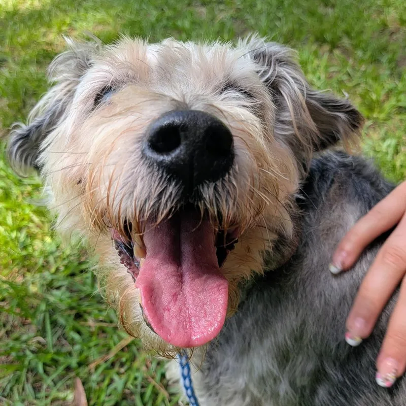 A senior medium-sized male Gray / Blue / Silver Miniature Schnauzer dog named Max Elliot for adoption in Houston, TX