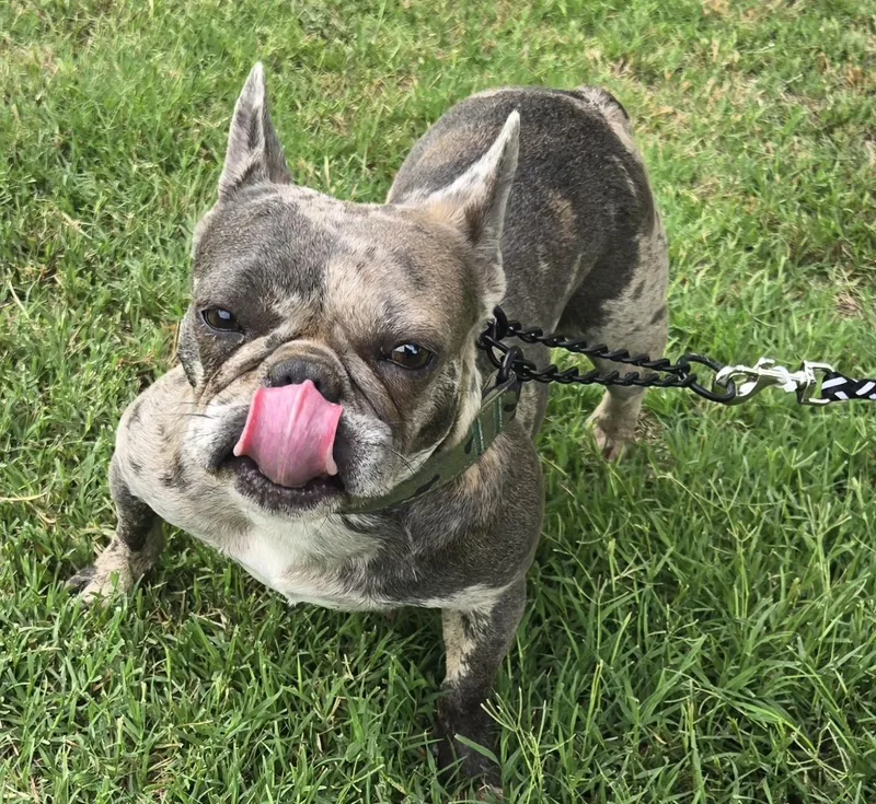 An adult small-sized female French Bulldog dog named Blueberry for adoption in Milwaukee, WI