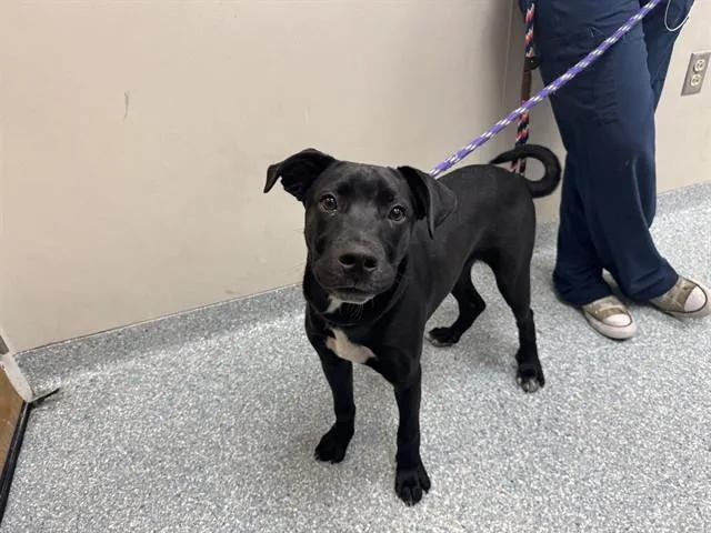 A young small-sized male Labrador Retriever dog named Tony for adoption in Garland, TX