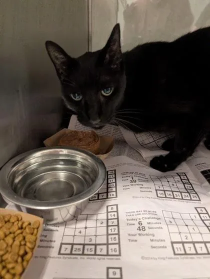 An adult small-sized male Domestic Short Hair cat named Albert for adoption in Mansfield, TX