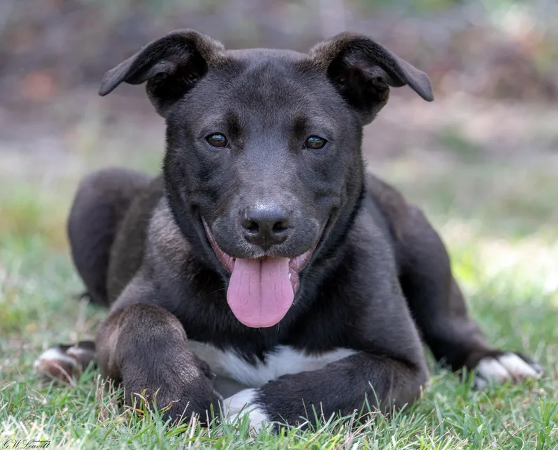 A baby medium-sized female Black Mixed Breed dog named Tizzy for adoption in BONIFAY, FL