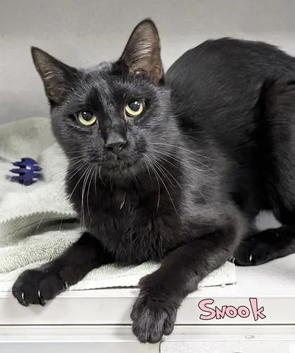 An adult medium-sized male Domestic Short Hair cat named Snook for adoption in Mason, MI