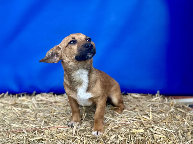 A baby small-sized female Dachshund dog named Jessie for adoption in Parrish, FL