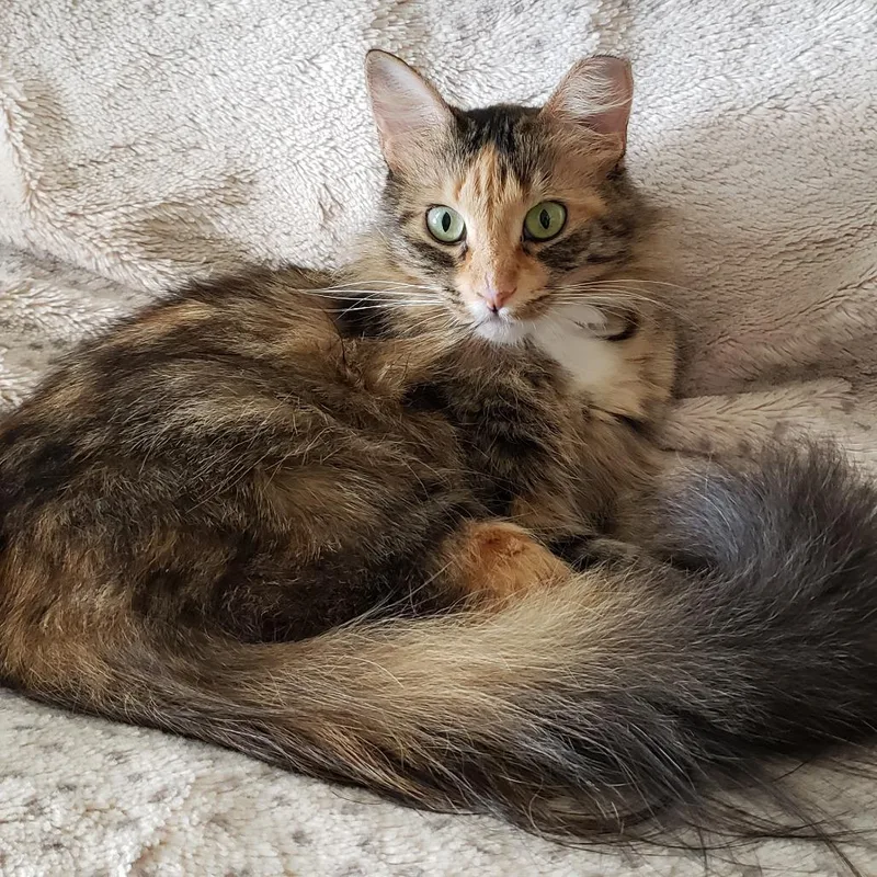 An adult medium-sized female Orange / Red Domestic Long Hair cat named Melody for adoption in Bulverde, TX