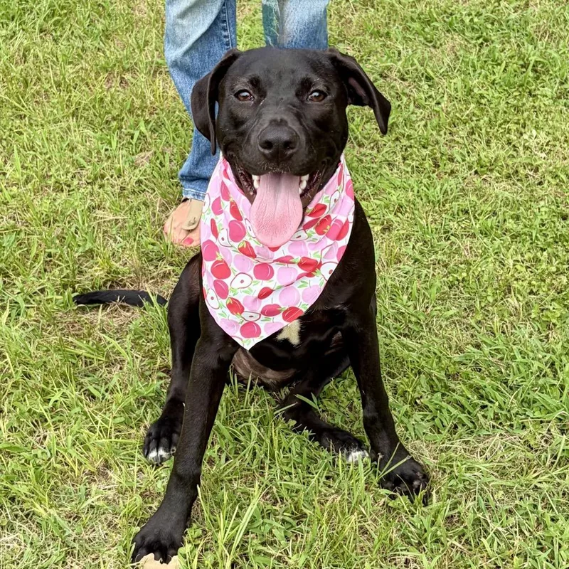 A young medium-sized female Black Mixed Breed dog named Eleanor for adoption in Austin, TX