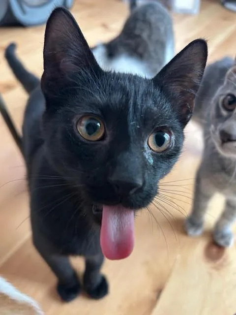 Boris Karloff thumbnail 2