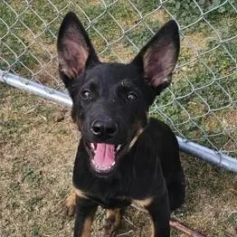 A baby medium-sized male German Shepherd Dog dog named Waylon for adoption in Ellensburg, WA