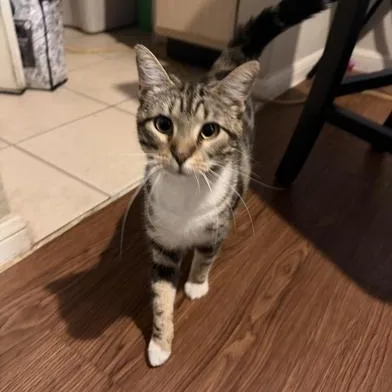 A baby medium-sized female Tabby (Gray / Blue / Silver) Domestic Short Hair cat named Leah for adoption in Liverpool, TX