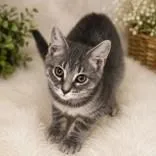 A baby medium-sized female Tabby (Gray / Blue / Silver) Domestic Short Hair cat named Cleo for adoption in Portsmouth, OH