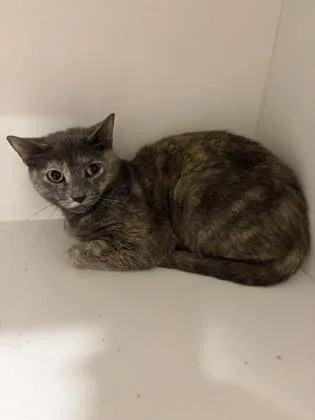 An adult small-sized female Domestic Short Hair cat named Rainbow for adoption in West Chester, PA