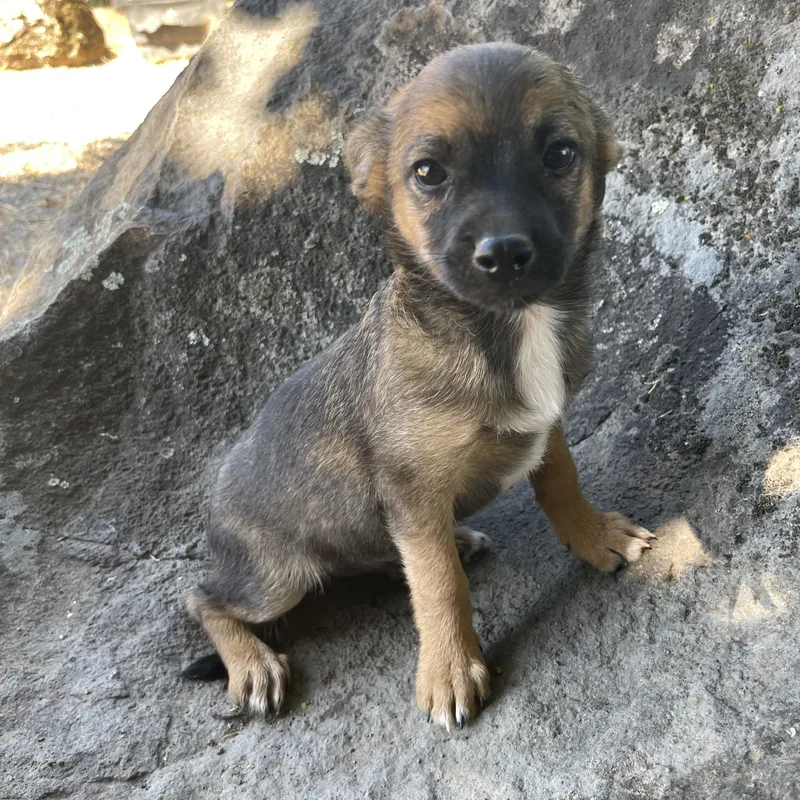 A baby small-sized male Bicolor Chihuahua dog named Teddy for adoption in Vacaville, CA