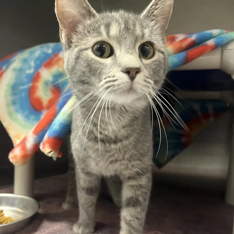 Queen Charlotte thumbnail 2