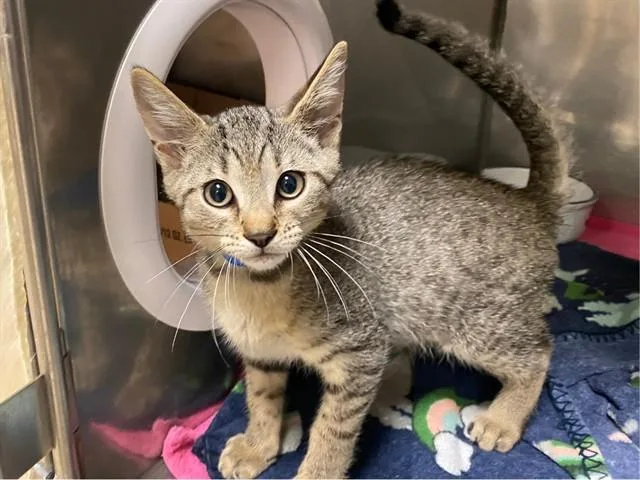 A baby small-sized male Domestic Short Hair cat named Jimmy for adoption in Fort Wayne, IN