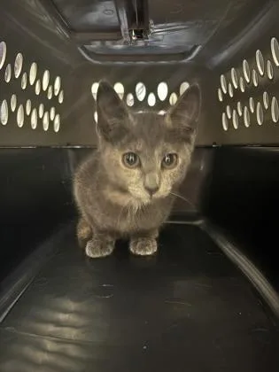 A baby medium-sized female Gray / Blue / Silver Domestic Short Hair cat named Haze for adoption in Charleston, SC