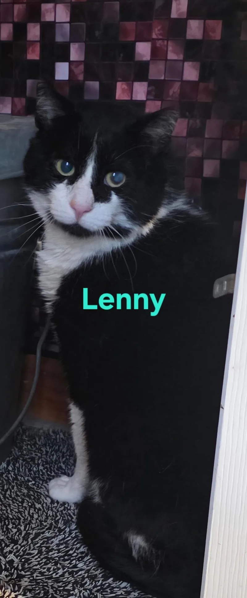An adult large-sized male Black & White / Tuxedo Domestic Short Hair cat named Lenny for adoption in Jamesville, NY