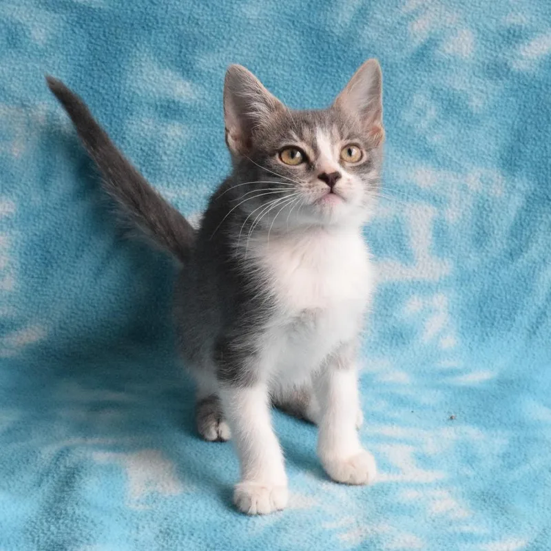 A baby small-sized female Gray / Blue / Silver Domestic Short Hair cat named Liberty Bell for adoption in Eureka, CA